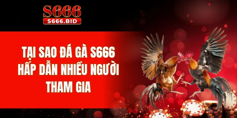 Đá gà S666 - Siêu phẩm cá cược từ trường gà Thomo 2 Tại sao đá gà S666 hấp dẫn nhiều người tham gia